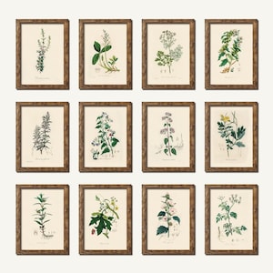 Op de afbeelding: Een set van 12 botanische prints met verschillende kruiden en bloemen. Elke print is ingelijst in een bruin houten lijst en heeft een witte achtergrond. De prints zijn in een rasterpatroon gerangschikt.