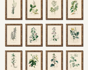 Set Of 12 Vintage Botanical, High Quality Watercolor Medicinal Botanical Print, Vintage Botany Painting, Gallery Wall Digital Print Decor