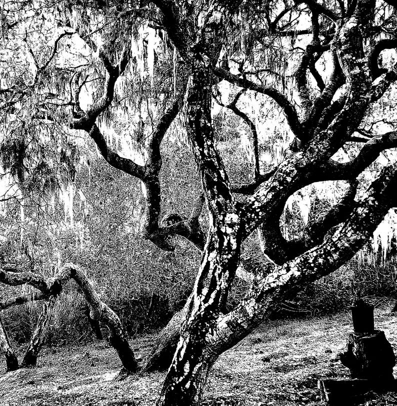 Cambria Oakhust Oak Tree - Etsy
