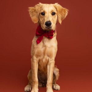 Red Velvet Sailor Bow for pets | personalised embroidery | fits up to 2.5 inch collar | Dog Bow | Cat Bow | Rabbit Bow | Matching Hair Bow