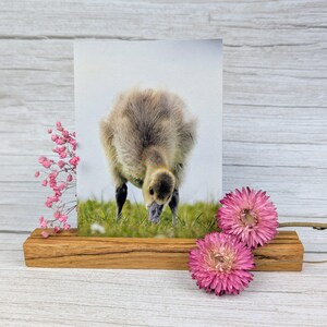 Süßer Gänseküken-Gruß – Nachhaltige Postkarte für Naturfreunde