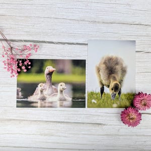 Postales ecológicas | Gansos y mamá ganso | Motivos de naturaleza sostenible