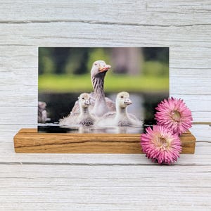 Carte postale « Un petit salut de la nature »