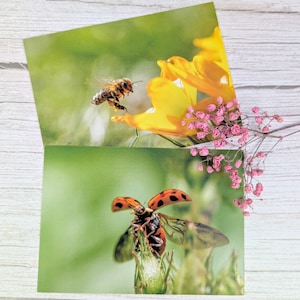 Postkarten-Set Summende Wunder & Fliegende Punkte – Naturmomente zum Verschenken
