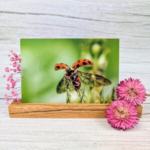 Postkarte "Marienkäfer im Abflug – Kleines Glück, dass fliegen lernt"