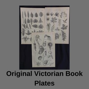 Set di 3 stampe originali di foglie vittoriane – Antiche incisioni botaniche dall'Enciclopedia Nazionale (c.1870–90)