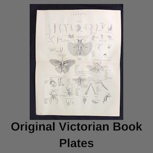 Stampa originale di insetti vittoriani – Incisione entomologica antica (32 x 26 cm)