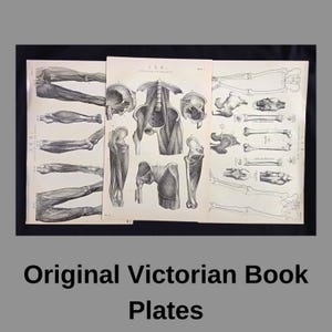 Set di 3 stampe originali di anatomia delle gambe vittoriane – Incisioni mediche antiche da National Encyclopaedia (circa 1870-90)