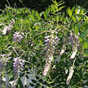20X Wisteira Seeds Fragrant Purple Flower Clusters Trailing Vine Plant