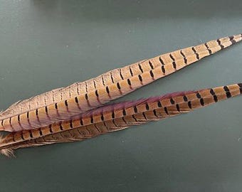 Selected Ringneck Pheasant Tail Feathers for Fly Tying - Pack of 2