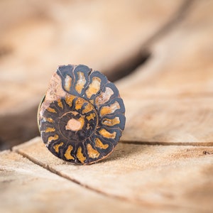 Ammonit Ring verstellbare Aussage Cocktail Ring OOAK Boho fossile Schmuck