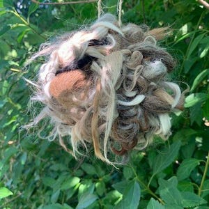May include: A hanging, spherical bird nest made of various shades of hair-like fibers, including brown, beige, and white. The nest is suspended by twine against a backdrop of green foliage.