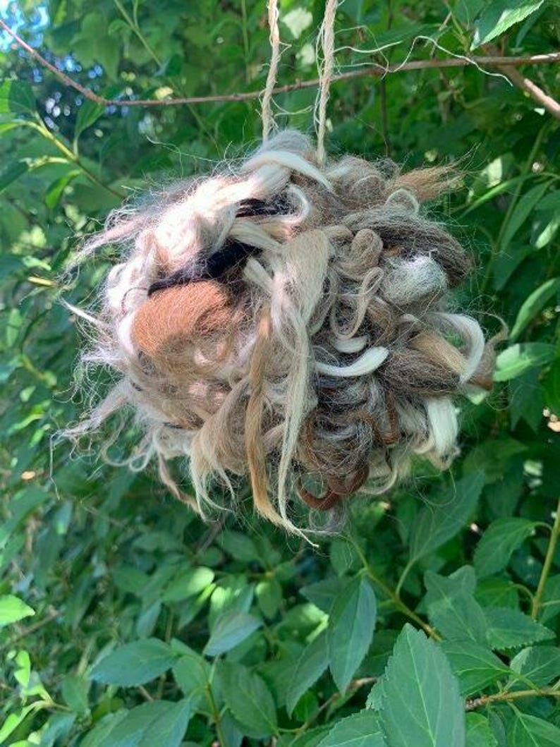May include: A hanging, spherical bird nest made of various shades of hair-like fibers, including brown, beige, and white. The nest is suspended by twine against a backdrop of green foliage.