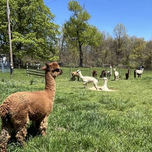 May include: A sunny outdoor scene featuring several alpacas grazing in a grassy field. The foreground showcases a brown alpaca, while others of various colors are scattered throughout the pasture under a clear blue sky. Trees and a fence are visible in the background.