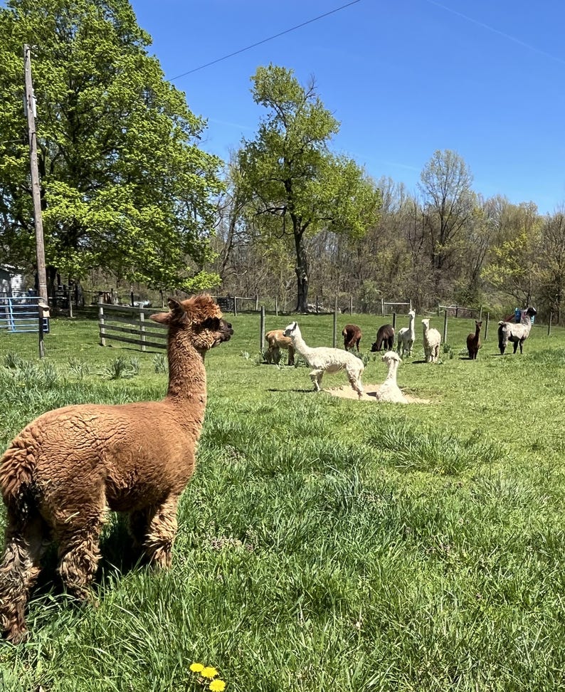 May include: A sunny outdoor scene featuring several alpacas grazing in a grassy field. The foreground showcases a brown alpaca, while others of various colors are scattered throughout the pasture under a clear blue sky. Trees and a fence are visible in the background.