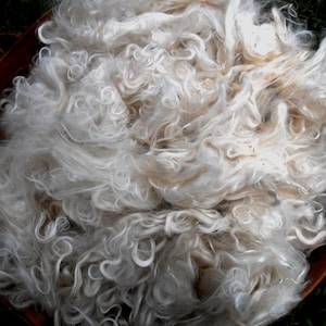 White Suri Alpaca Fiber, 5&quot; Locks, Alvira, 2 Ounces, Doll Hair, Spinning Fiber, Felting Fiber, U.S. Grown Alpaca