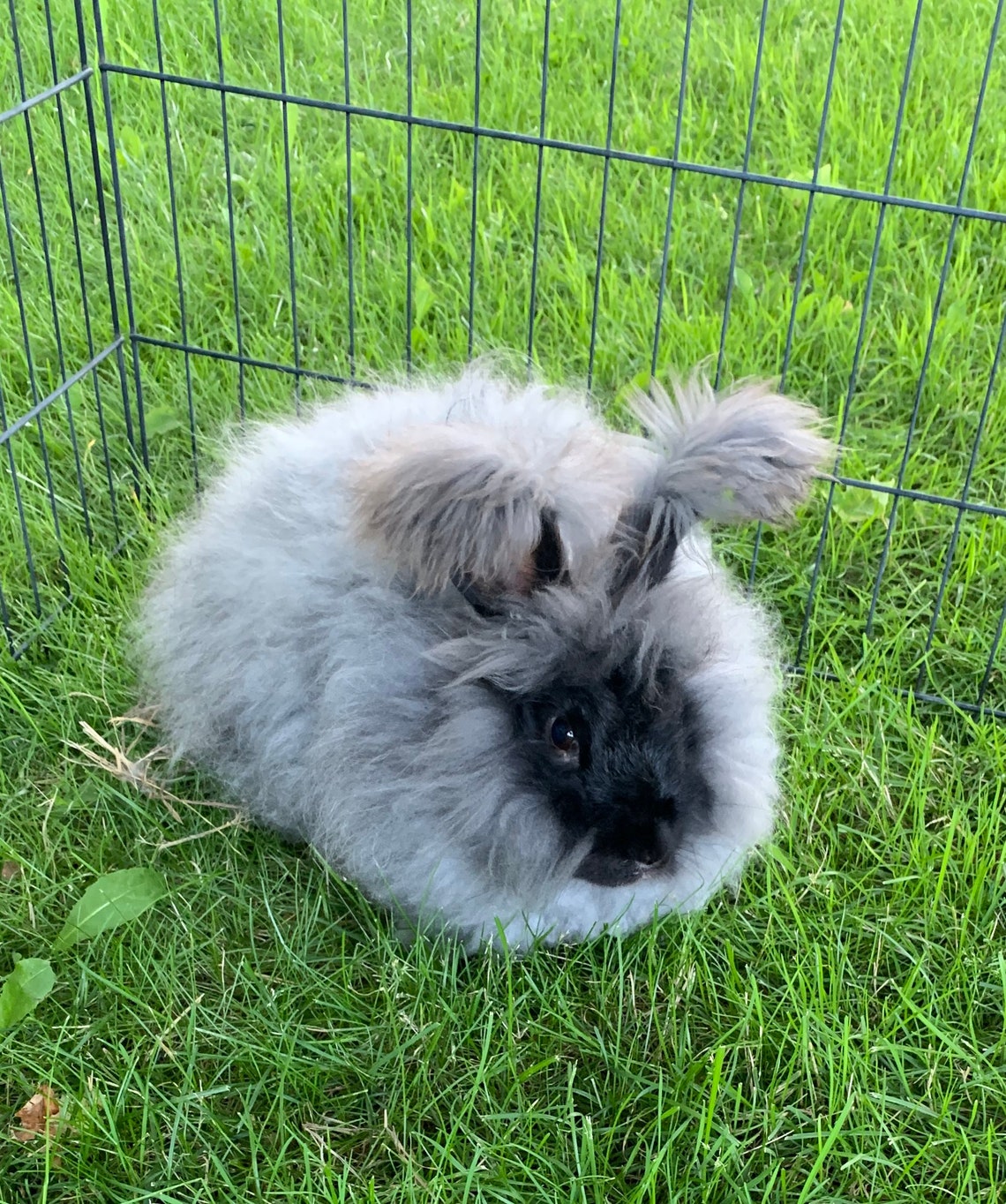 Silver Grey Angora Rabbit Wool for Spinning and Felting Etsy