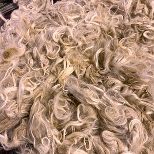 Beige with Light Fawn Suri Alpaca Fiber, 5&quot; Locks, Gemma, 2 ounces - Soft, Prewashed, Prime Blanket Fiber for Spinning, Felting, Doll Hair