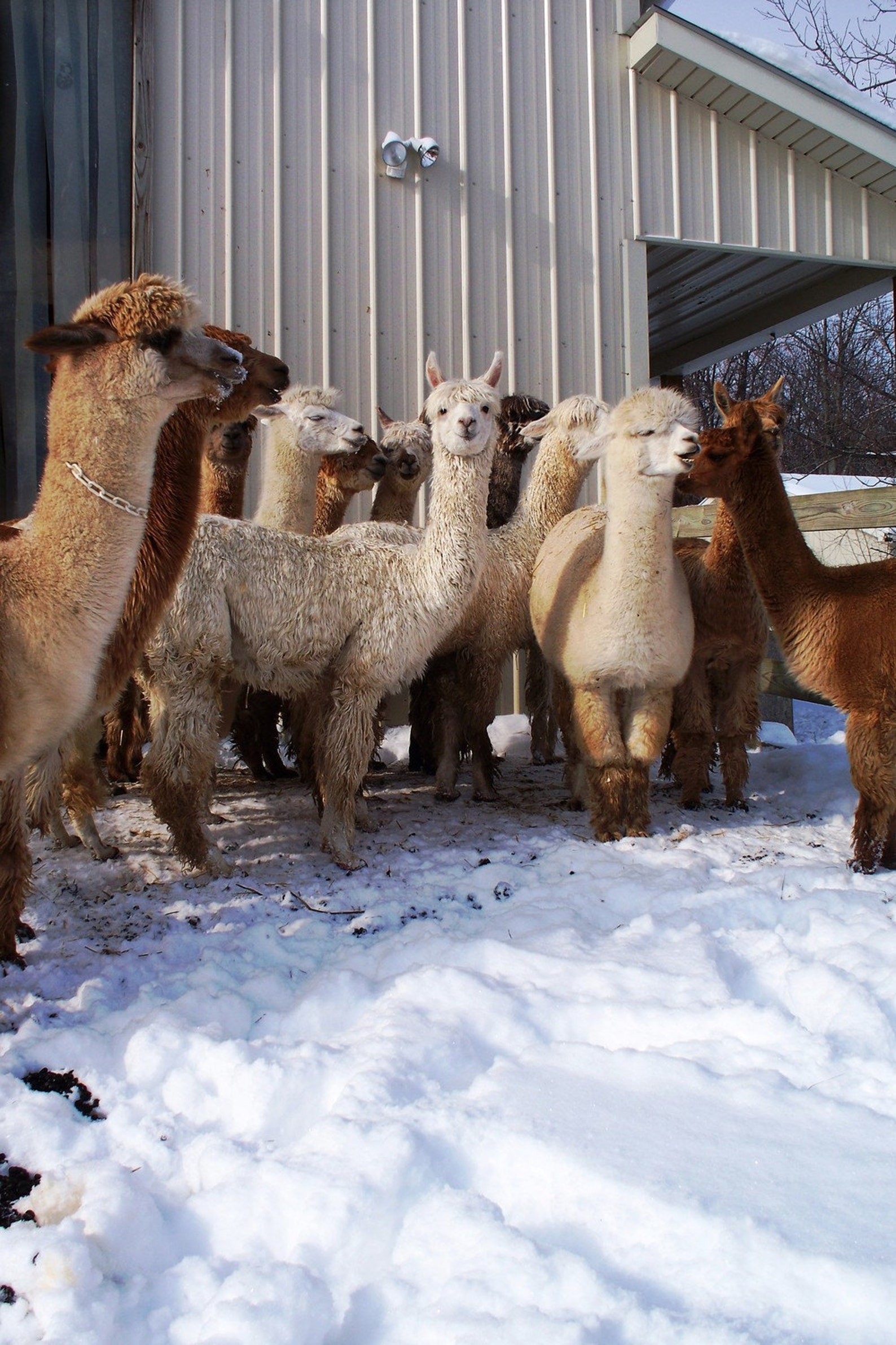 Drop Spindle Kit Learn to Spin Alpaca Roving Instructions Etsy