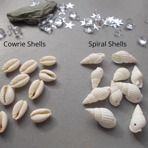 May include: A collection of off-white cowrie shells and white spiral shells arranged in two groups. The text Cowrie Shells and Spiral Shells is printed above each group. Clear star-shaped sequins and small clear crystals are scattered at the top.