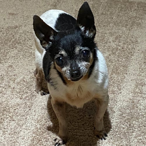 真鍮製トーストフォーク - Etsy 日本