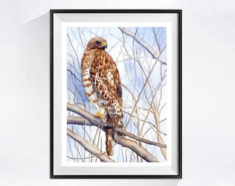 Red Schouder Hawk, Natuur kunst aan de muur vogelafdrukken, Hawk print vogel, Cadeau natuurliefhebber, Bird of Pray print, Wildlife print, aquarelbyMuren