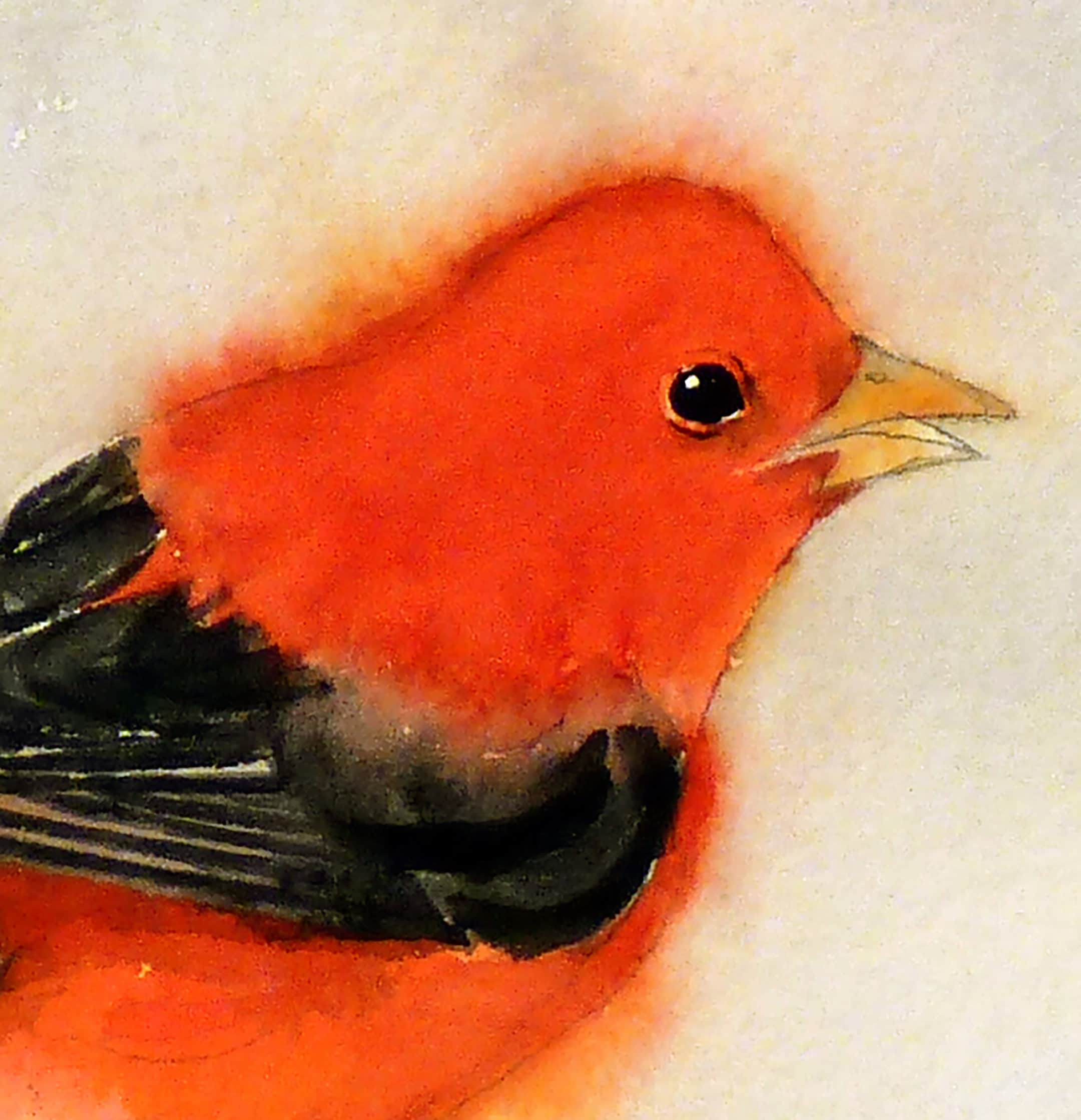 Bird Print wall art Red and Black Bird Print Kitchen wall | Etsy