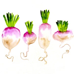 art print California Veggie Farm Cart Fresh Turnip Rootlets Painted Watercolor, Quaint Vegetable Purple Rooted Onion wall art, 1831