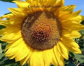 Sunflower seeds   Texas size flowers - Extra large size!