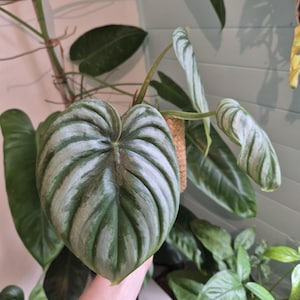 Peut inclure: Une plante Philodendron sodiroi présentant des feuilles en forme de cœur avec un motif panaché argenté et vert distinct. Le feuillage affiche des nervures proéminentes et une surface texturée, avec une grande feuille au premier plan.