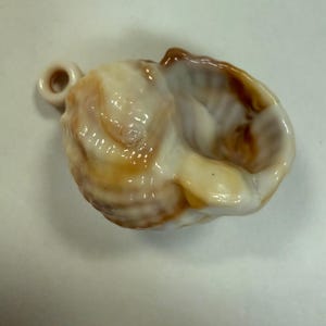 May include: A small, white seashell with brown markings. The shell has a hole drilled in the top for hanging.