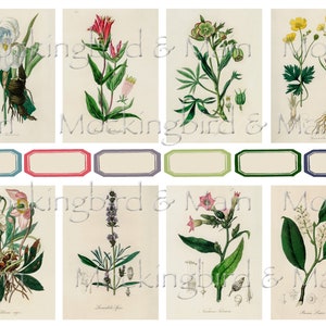Cartes de journalisation botanique vintage Floral Antique ATC 2,5 x 3,5 po. Journal indésirable éphémères agenda fleurs Nature étiquettes lot #2