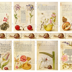 Antique Botanical Nature Journaling Cards Digital 1500's Hoefnagel ATC 2.5" x 3.5" Junk Journal Ephemera Washi Tear Strip Set #2