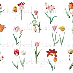 Vintage Tulip Illustrations: Botanical Art for Junk Journals (Digital JPG)