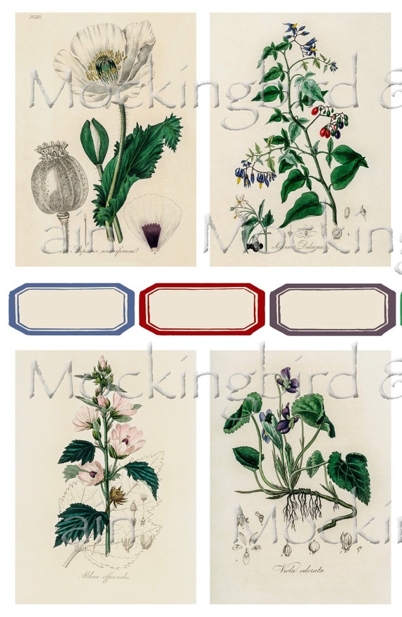 Vintage Botanical Journaling Cards Digital Floral Antique Atc 2 5 X 3 5 Junk Journal Ephemera Planner Flowers Nature Labels Set 3 Materials Craft Supplies Tools Dalasmaker Se Vintage Botanical Journaling Cards Digital Floral Antique Atc 2 5 X 3 5 Junk Journal Ephemera Planner Flowers Nature Labels Set 3 Materials Craft Supplies Tools Dalasmaker Se