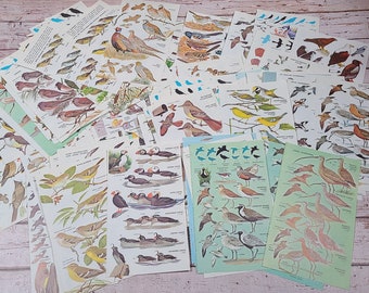 140 Pages Bird Book Page Bundles Collage Junk Journals Fussy Cutting Mixed Media Snail Mail