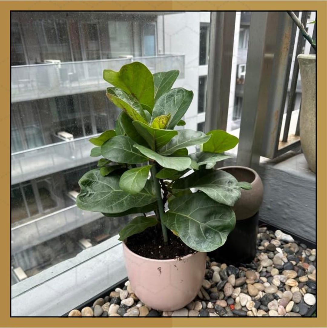 Fiddle Leaf Fig, Live Indoor Floor Plant, Ficus Lyrata Tropical ...