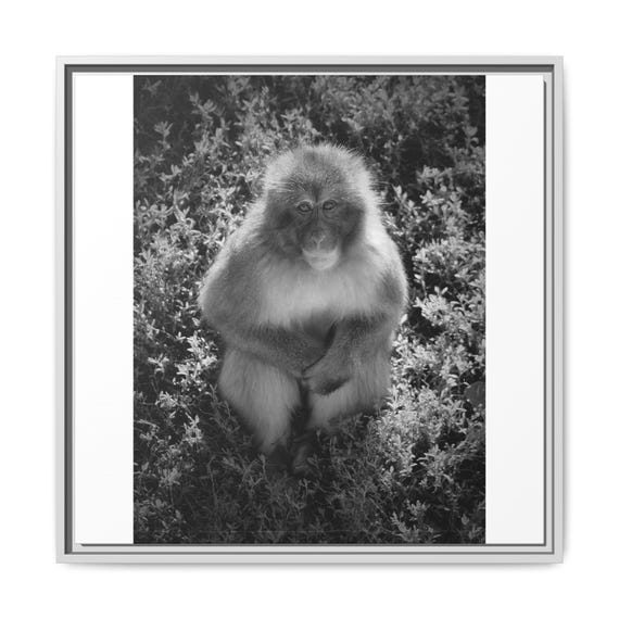Black & White Snow Monkey Framed Matte Canvas