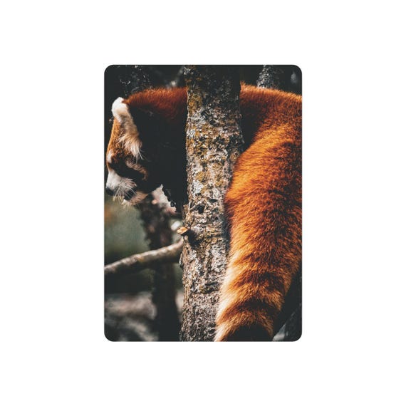 Red Panda Aluminum Print | Wildlife Photography Wall Decor
