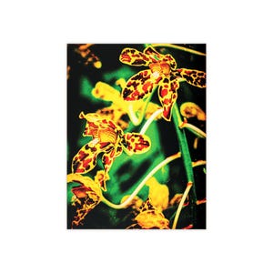 May include: Close-up of vibrant yellow orchids with red and brown spots. The flowers have a unique spotted pattern and are set against a dark green background. The image highlights the intricate details of the orchid petals.