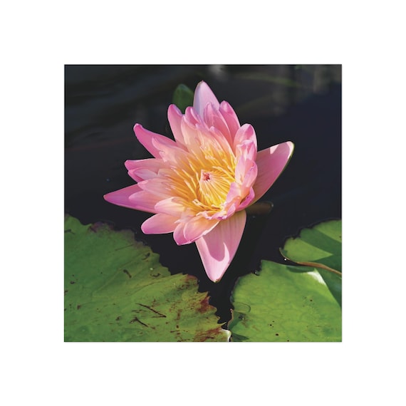 Pink Lotus Square Magnet | Floral Botanical Magnet