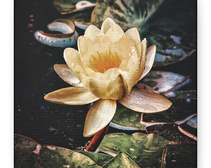 Yellow Lotus Flower Stretched Canvas