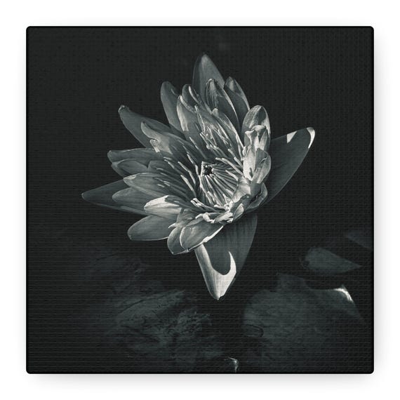 Monochrome Lotus Flower Canvas