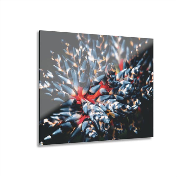 Bromeliad Acrylic Print | Floral Wall Art