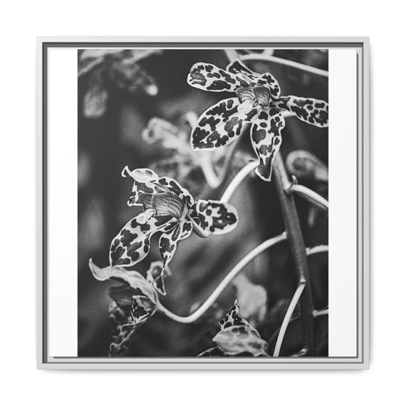 Tiger Orchids Framed Matte Canvas - Black and White Photography Wall Art