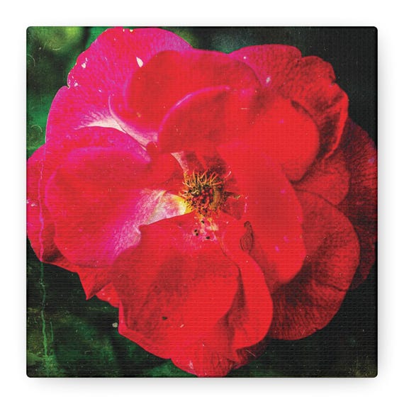 Red Rose Matte Canvas