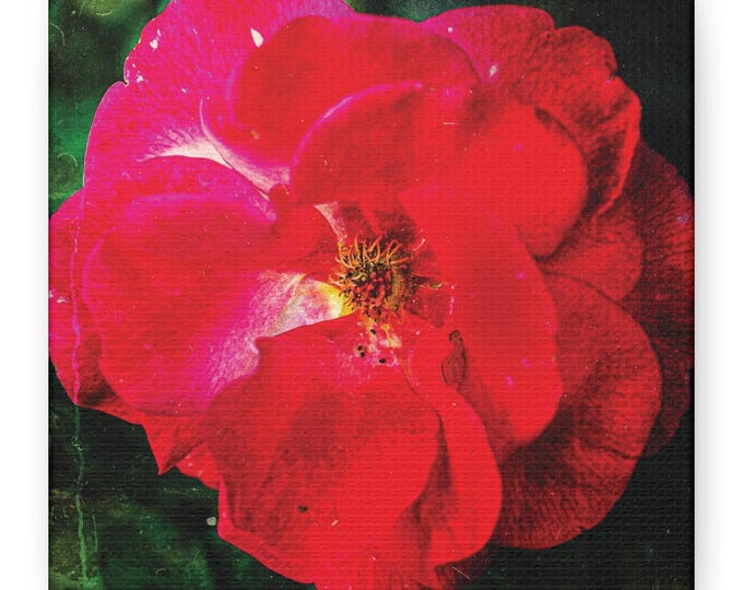 Red Rose Matte Canvas