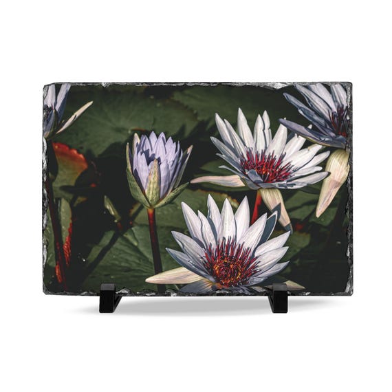 Lotus Flowers in Bloom Slate Desk Plaque | Floral Art