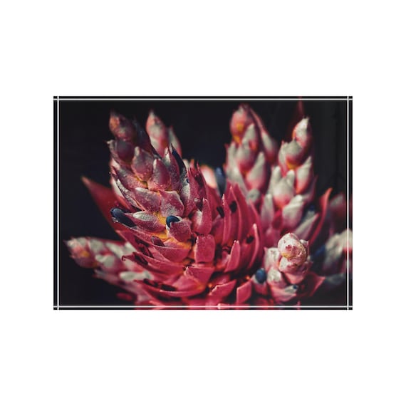 Vibrant Bromeliad Photo Block | Floral Art, Botanical Decor