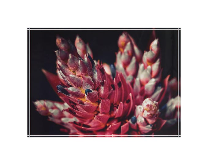 Vibrant Bromeliad Photo Block | Floral Art, Botanical Decor